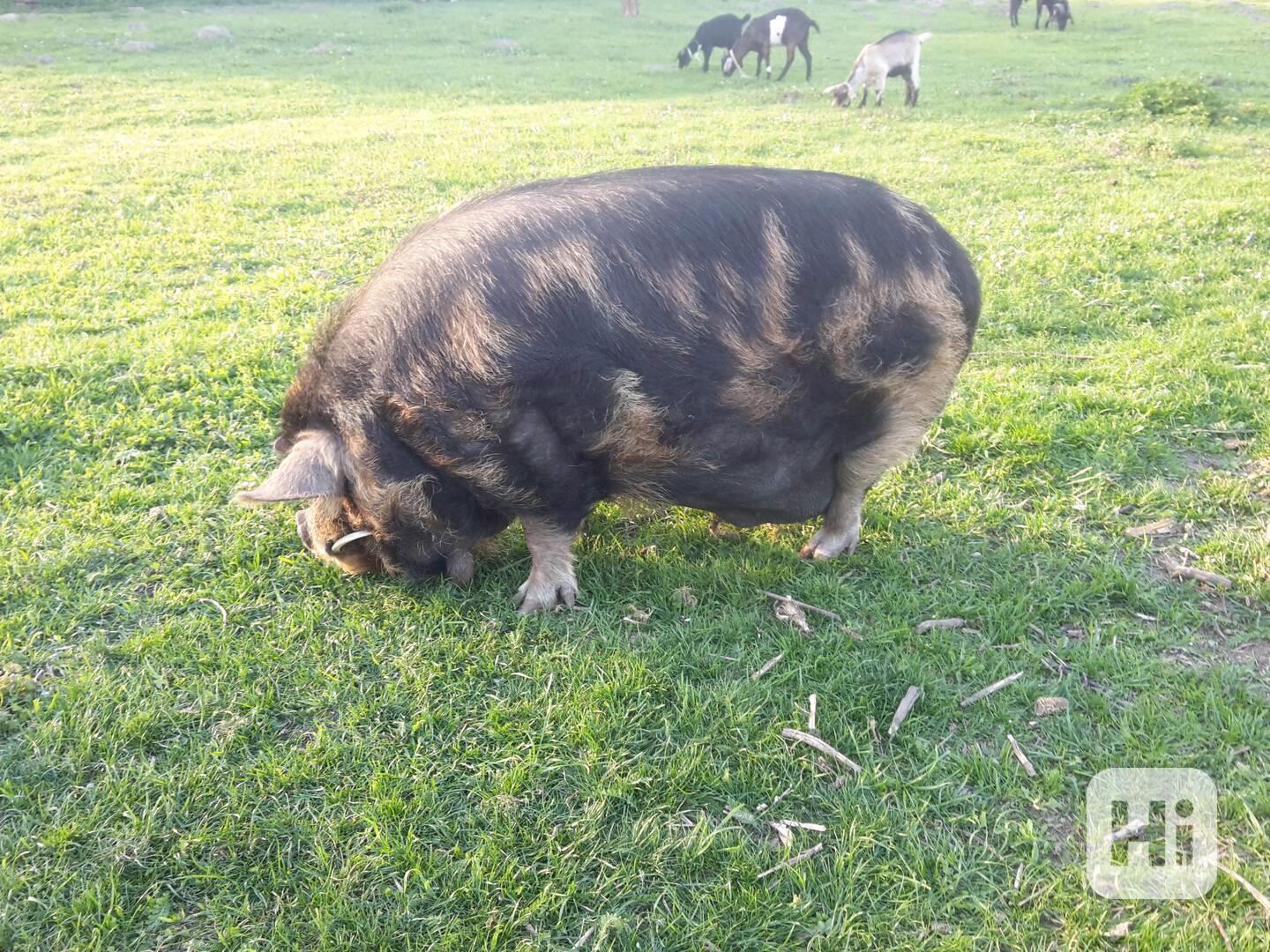 Kune-kune - foto 1