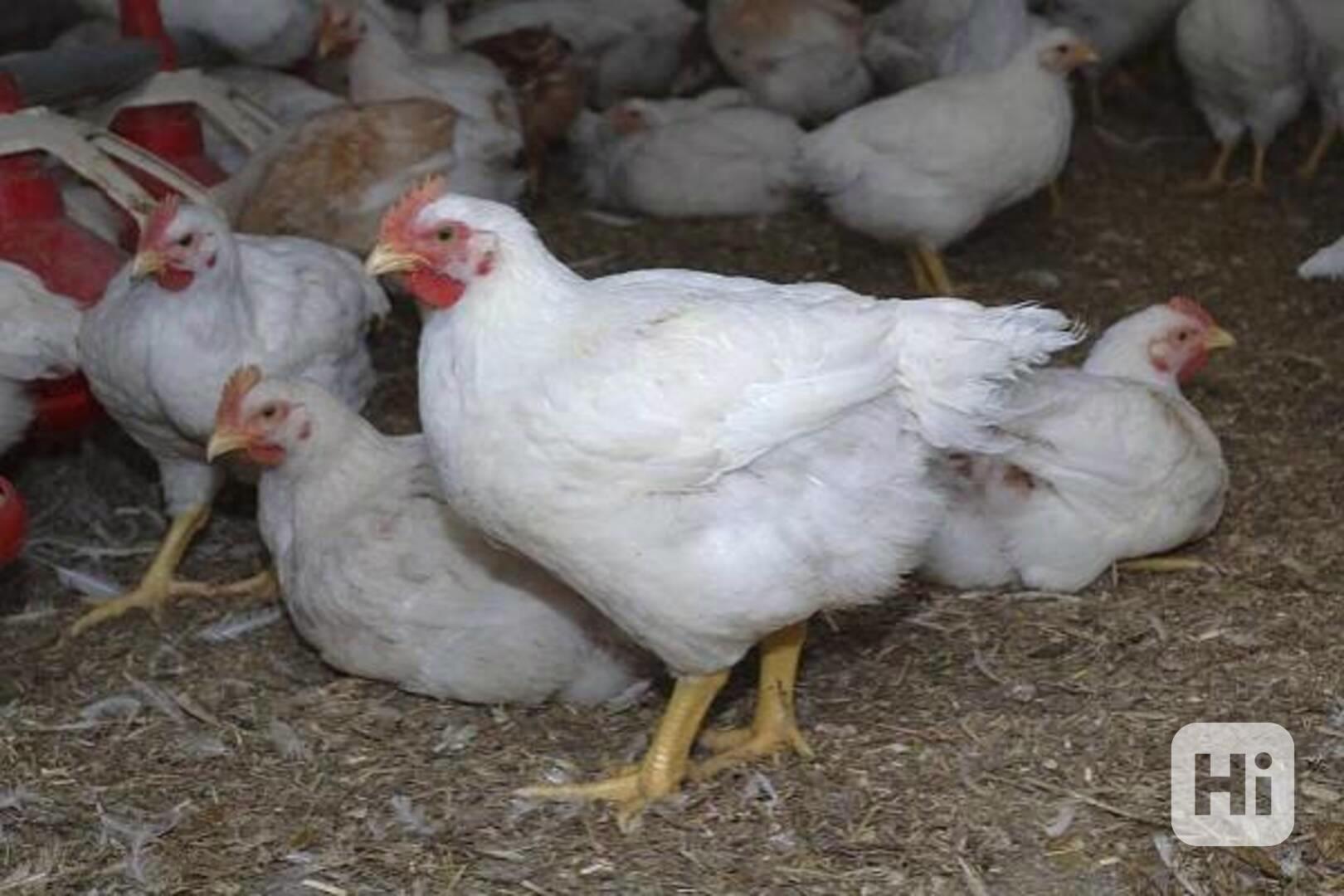 Doma vykrmená kuřata - foto 1