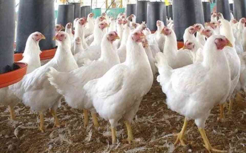 Doma vykrmená kuřata - foto 2