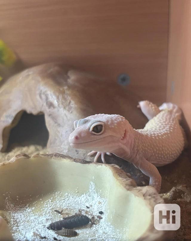Krásný leopardí gekon - foto 1