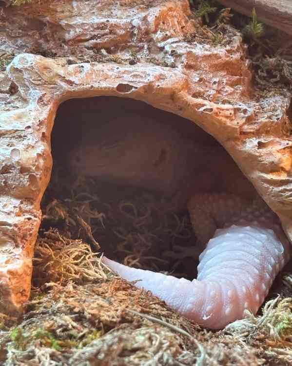 Krásný leopardí gekon - foto 2