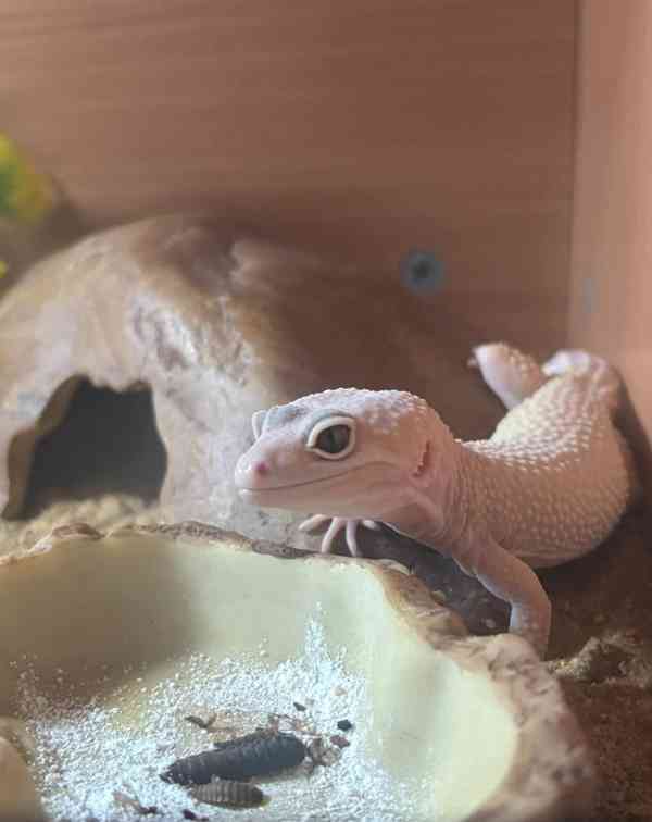 Krásný leopardí gekon - foto 1