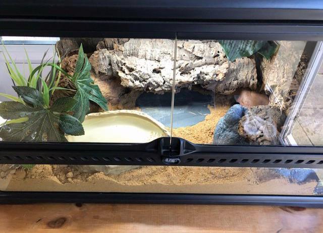 Krásný leopardí gekon - foto 4