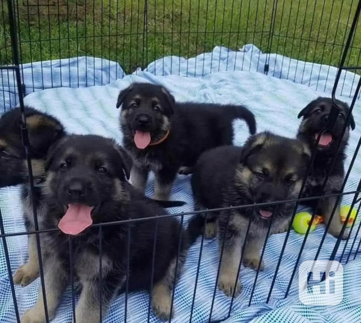 Německý ovčák - foto 1