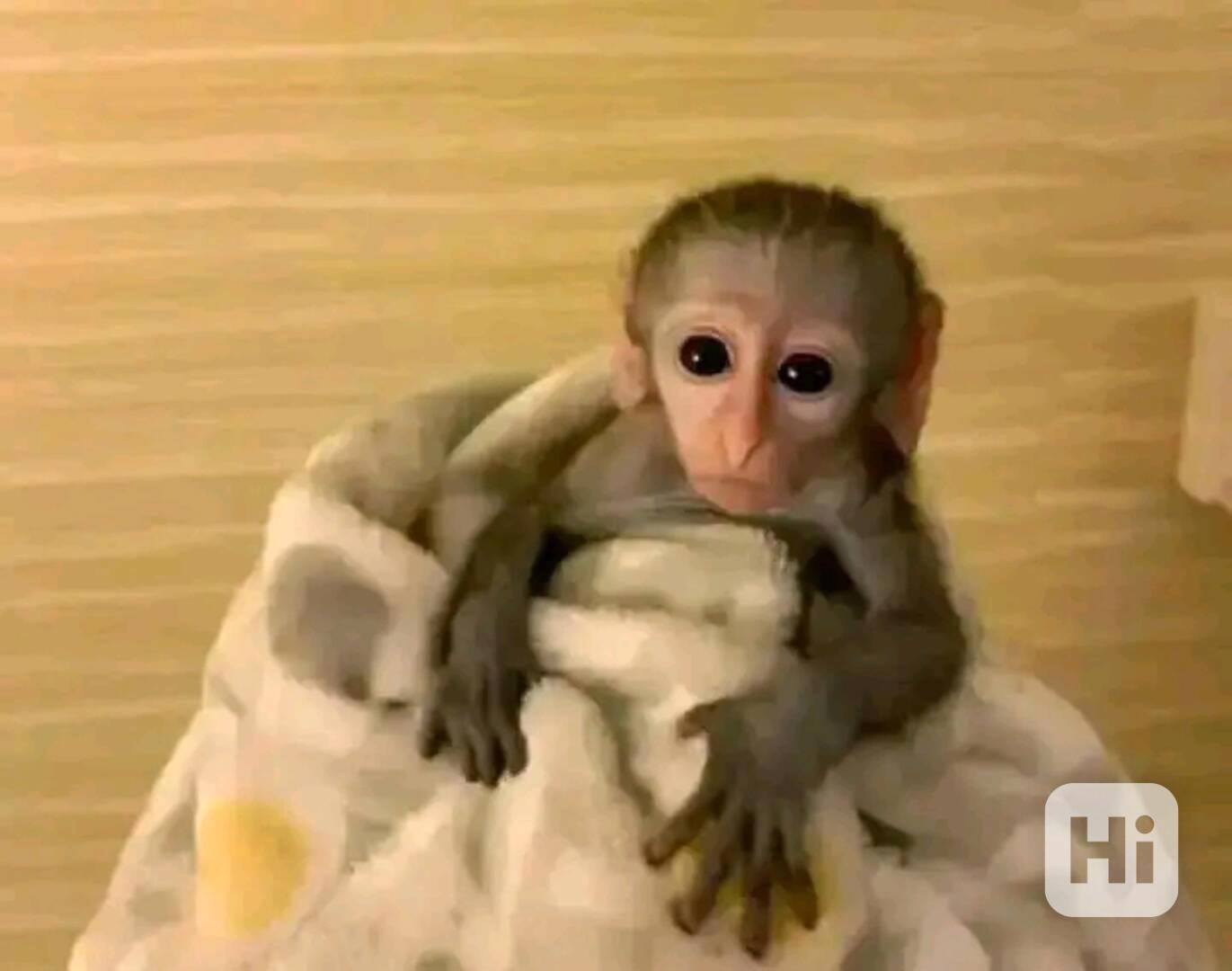  Kapucíni odchovaní mláďaty - foto 1