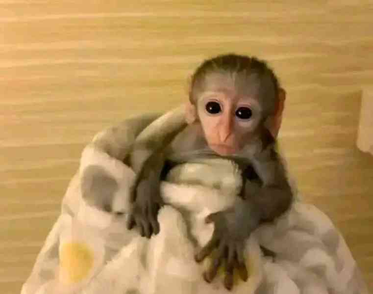  Kapucíni odchovaní mláďaty