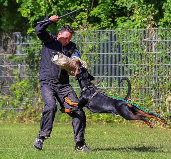 Dobrman štěňata s PP - foto 4