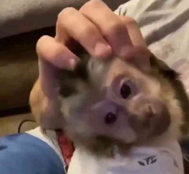  Nejroztomilejší kapucínské mládě, jaké jsem kdy viděl      - foto 1