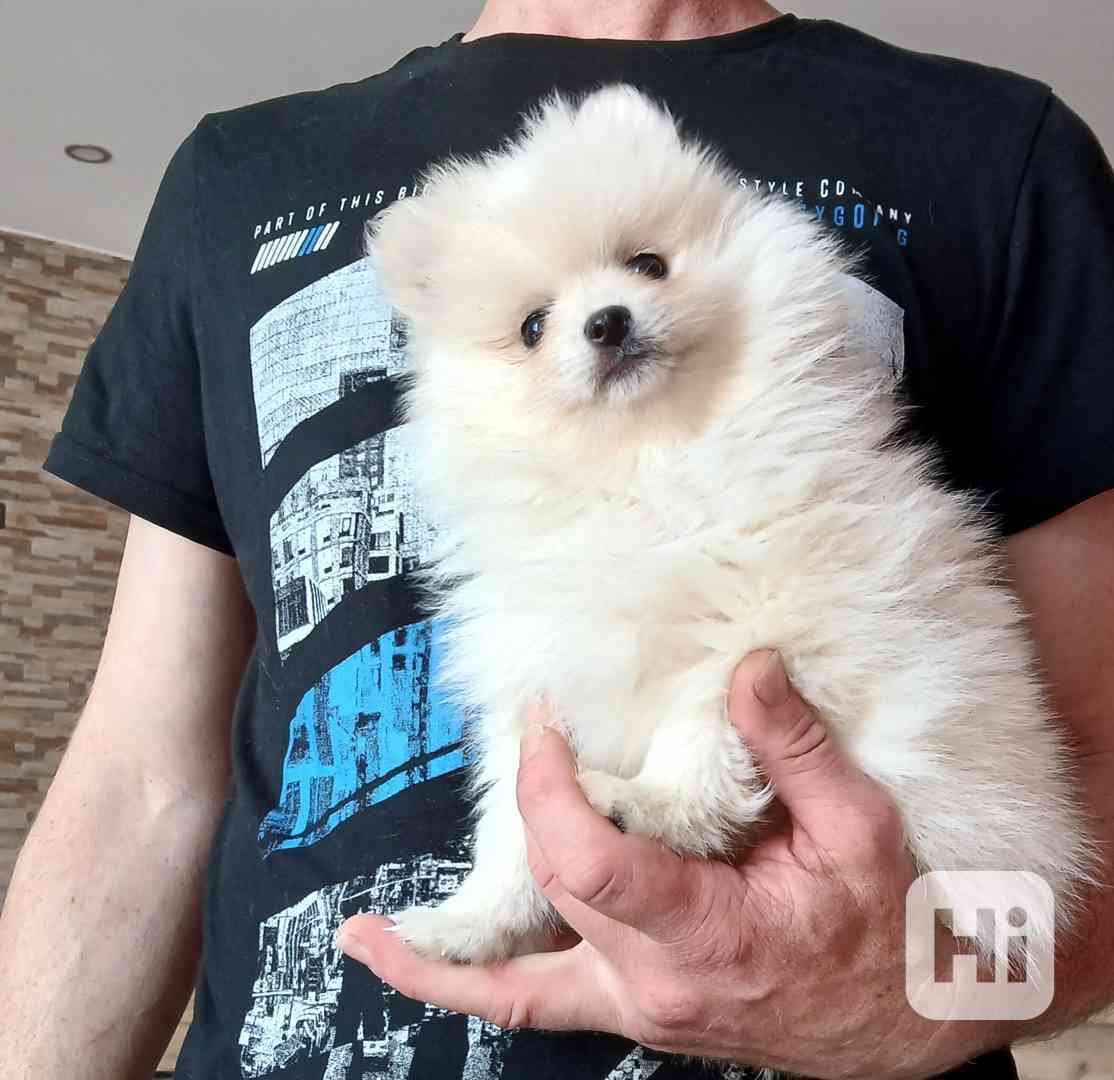 Pomeranian holčička - foto 1