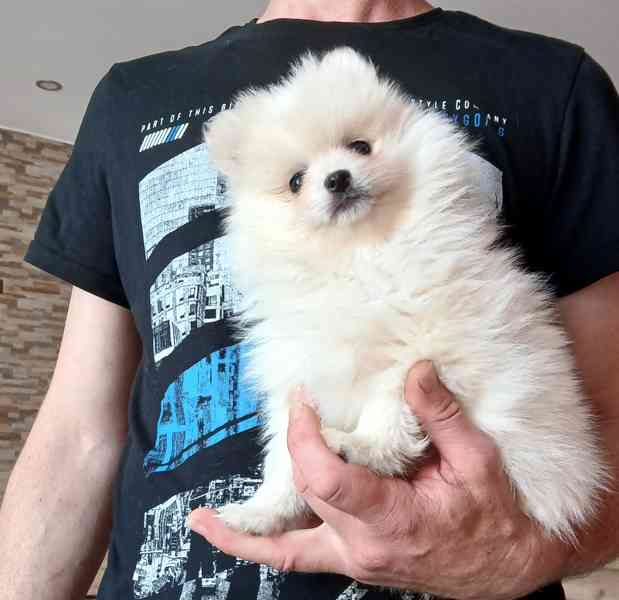 Pomeranian holčička - foto 1