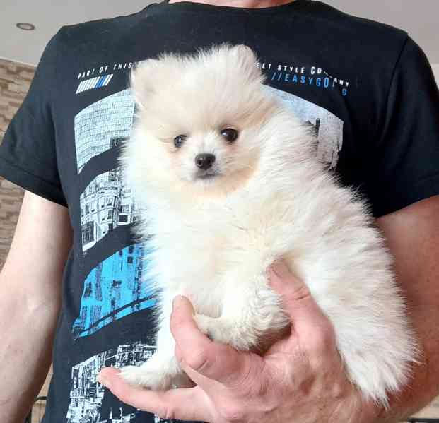 Pomeranian holčička - foto 2