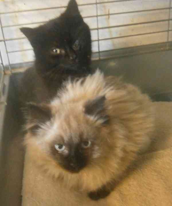 Černý hodný medvídek 3měsíční Míša - foto 2