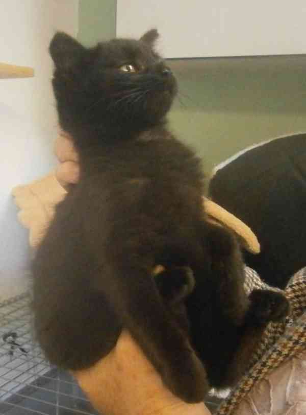 Černý hodný medvídek 3měsíční Míša - foto 3