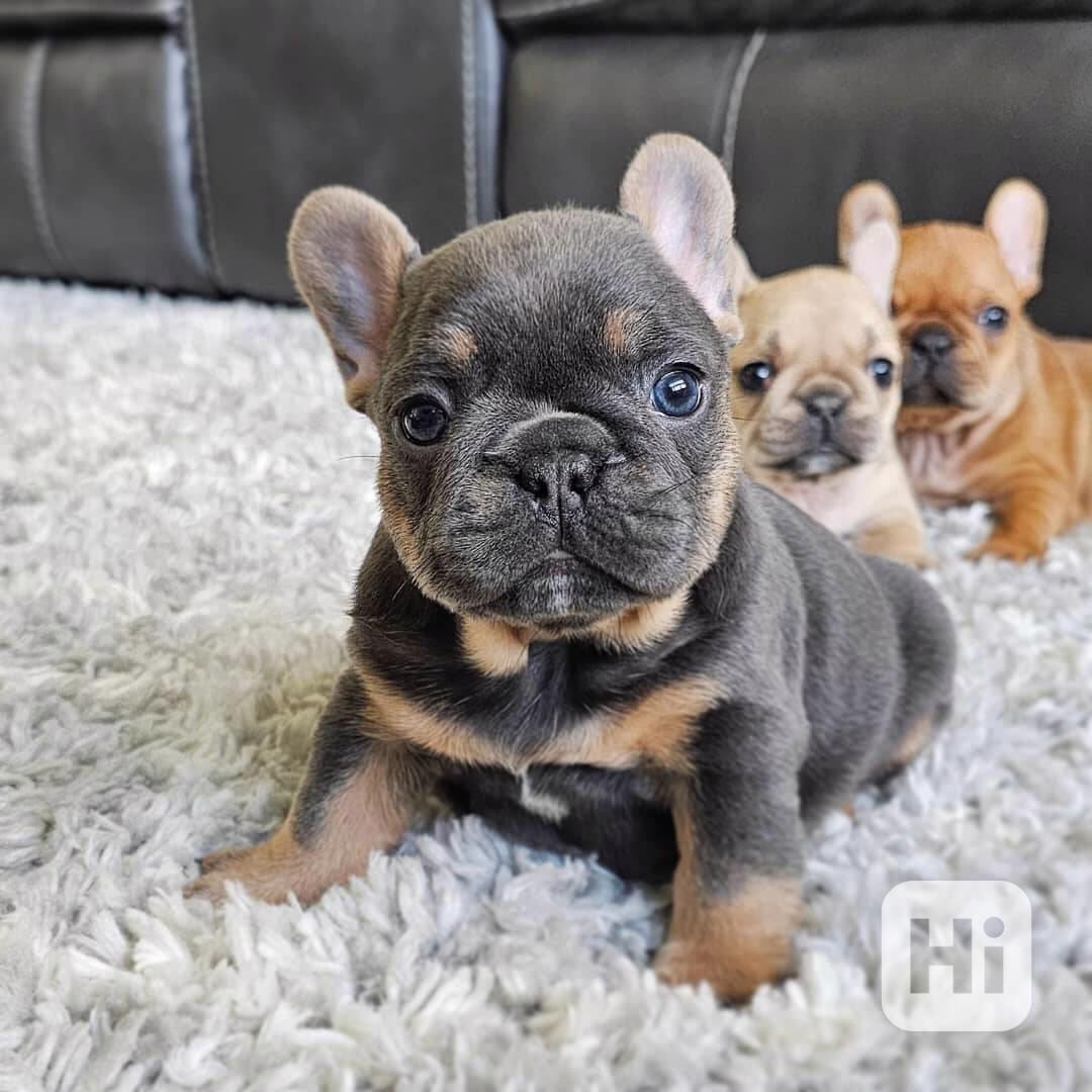 🐶🇫🇷 Štěňata francouzského buldočka k adopci - foto 1