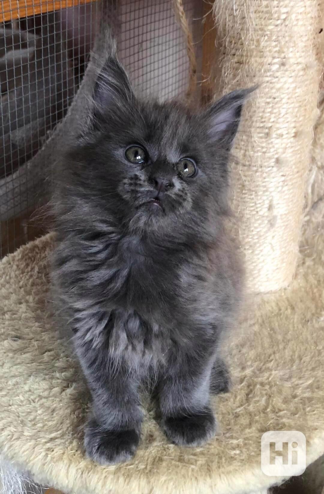 Mainská mývalí-koťátka s PP - foto 1