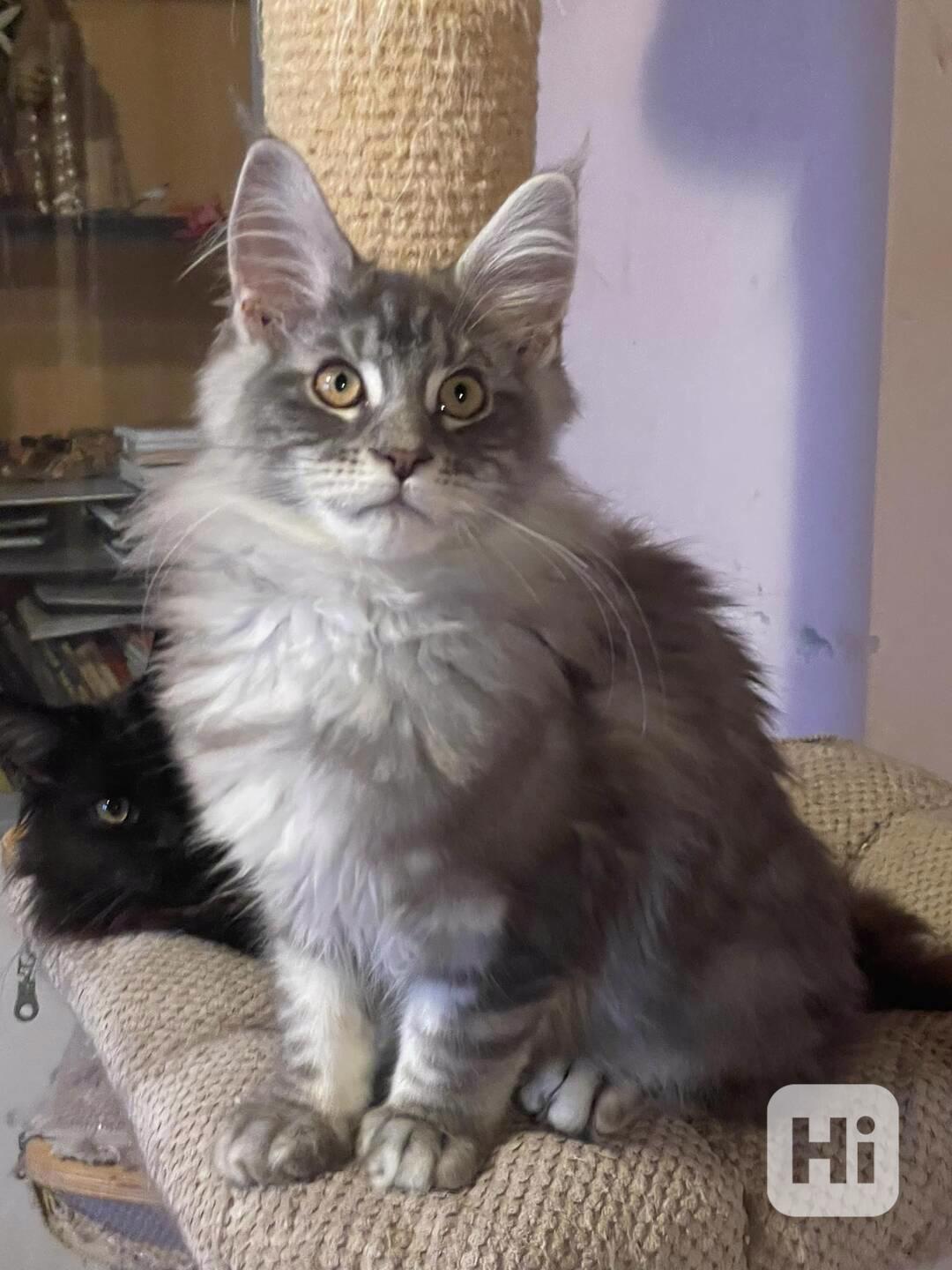 Mainská mývalí-koťátka s PP - foto 1