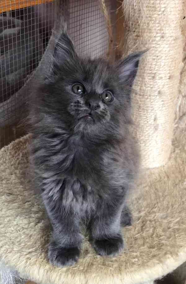 Mainská mývalí-koťátka s PP