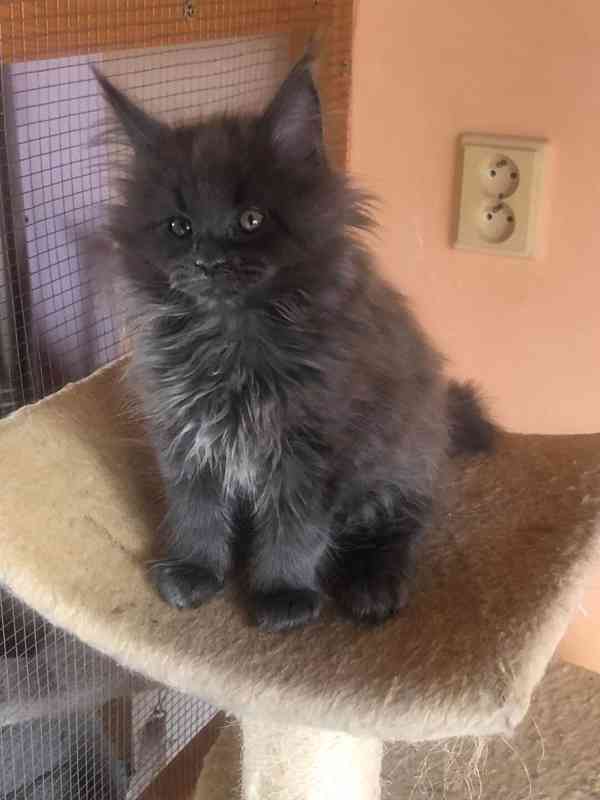 Mainská mývalí-koťátka s PP - foto 2