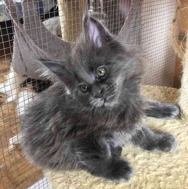 Mainská mývalí-koťátka s PP - foto 5