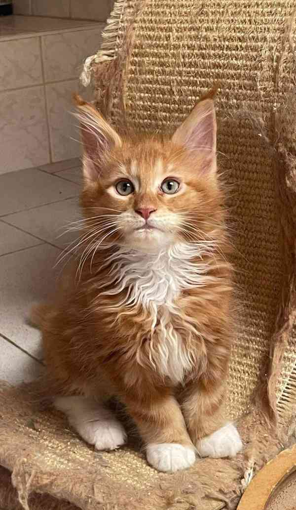 Mainská mývalí-koťátka s PP - foto 8