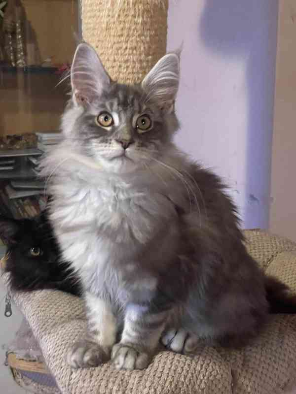 Mainská mývalí-koťátka s PP - foto 7