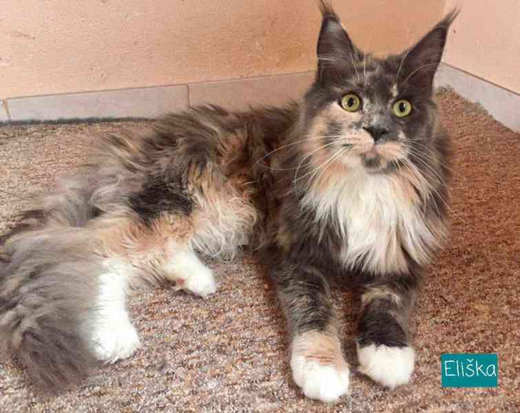 Mainská mývalí-koťátka s PP - foto 6