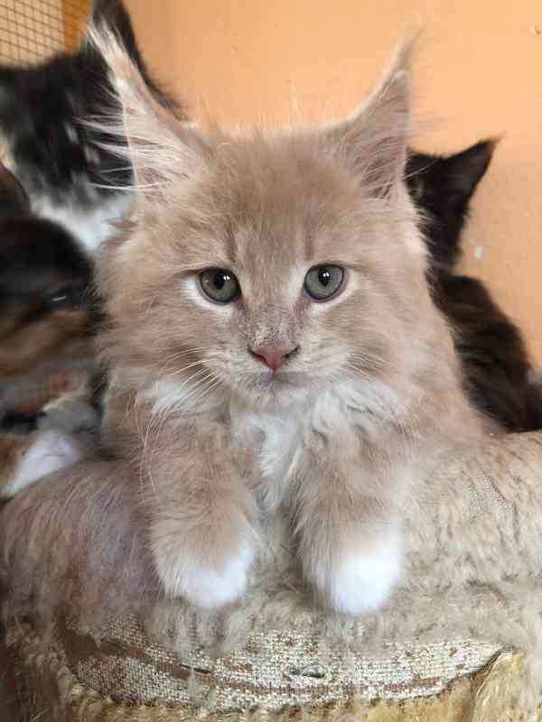 Mainská mývalí-koťátka s PP - foto 3