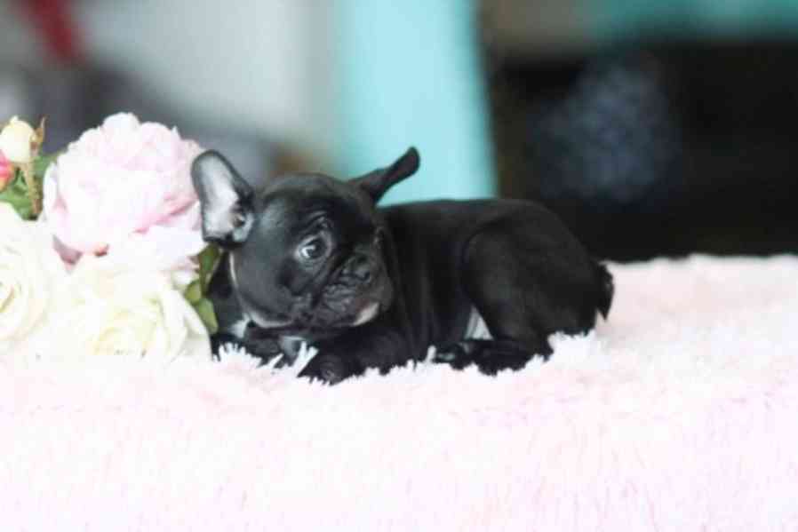 Štěňátka francouzský buldoček bez PP. - foto 3
