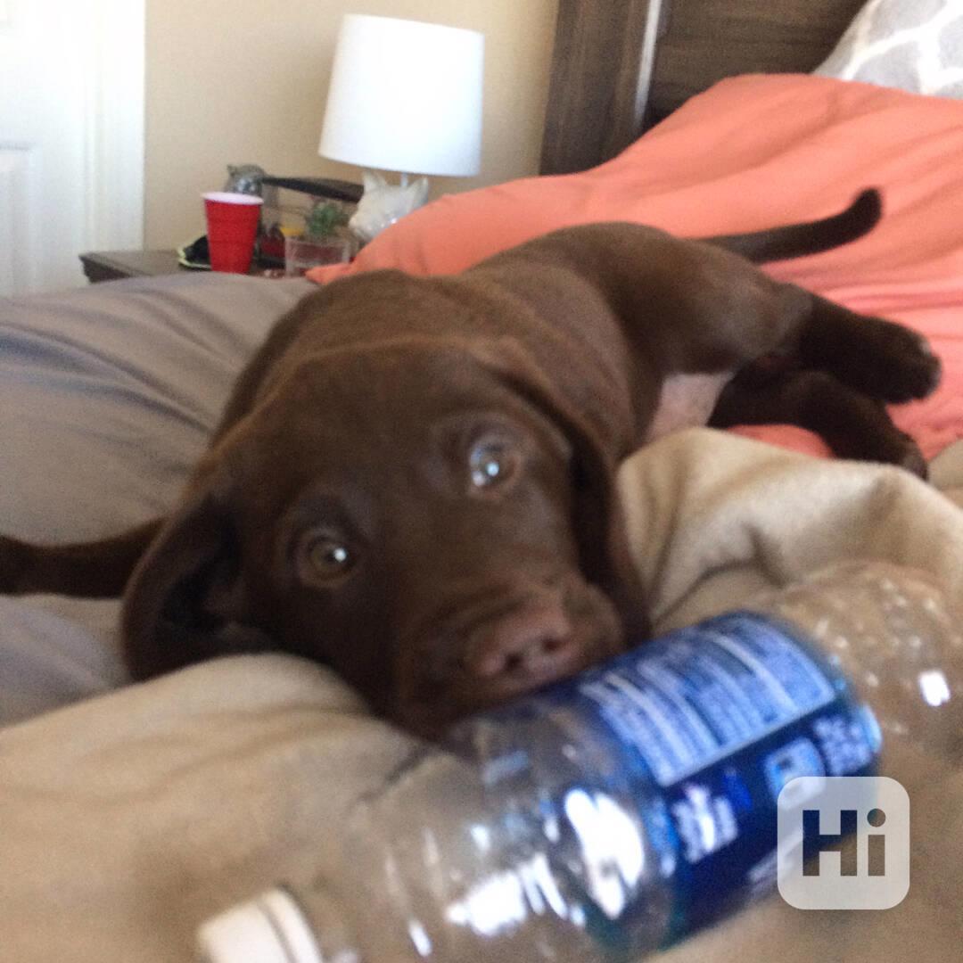 Štěňata labradorského retrívra k dispozici - foto 1