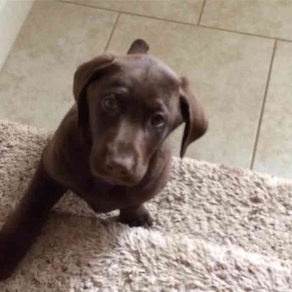 Štěňata labradorského retrívra k dispozici - foto 5