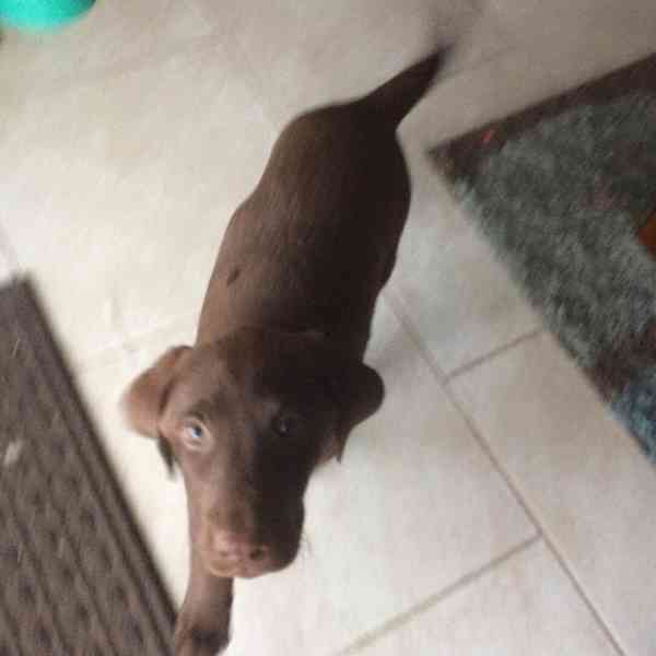 Štěňata labradorského retrívra k dispozici - foto 3