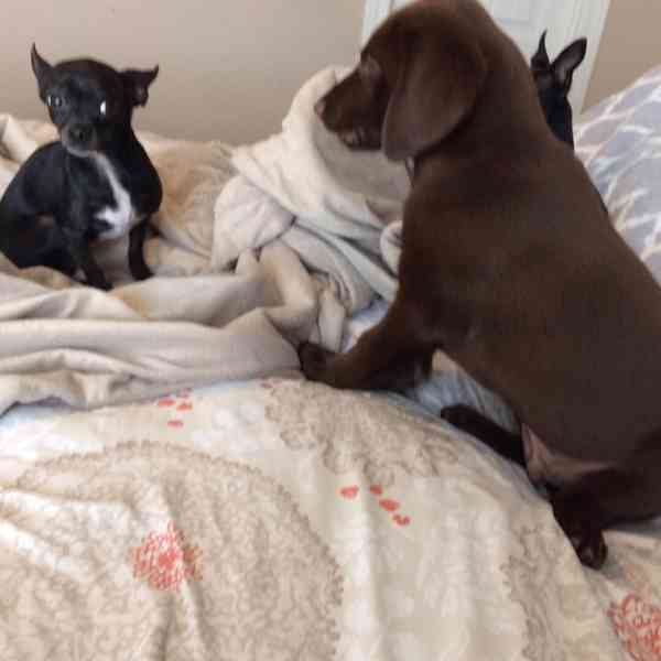 Štěňata labradorského retrívra k dispozici - foto 4