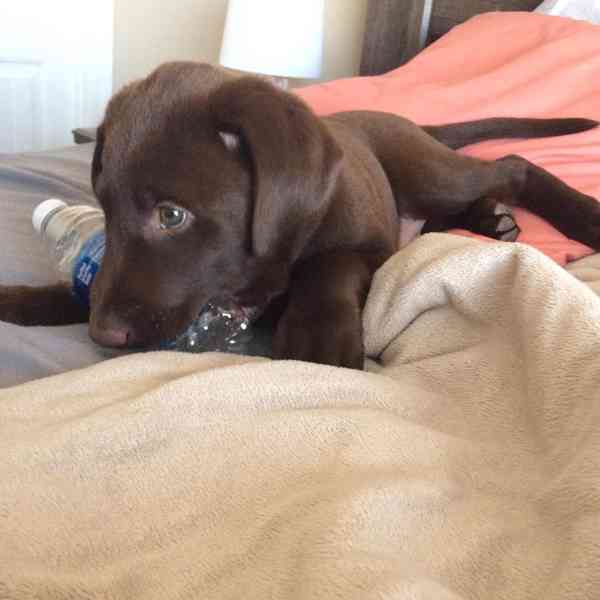 Štěňata labradorského retrívra k dispozici - foto 6