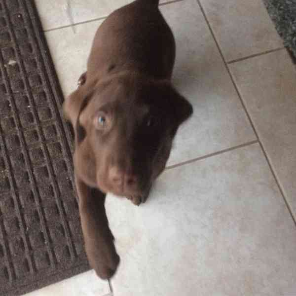 Štěňata labradorského retrívra k dispozici - foto 2