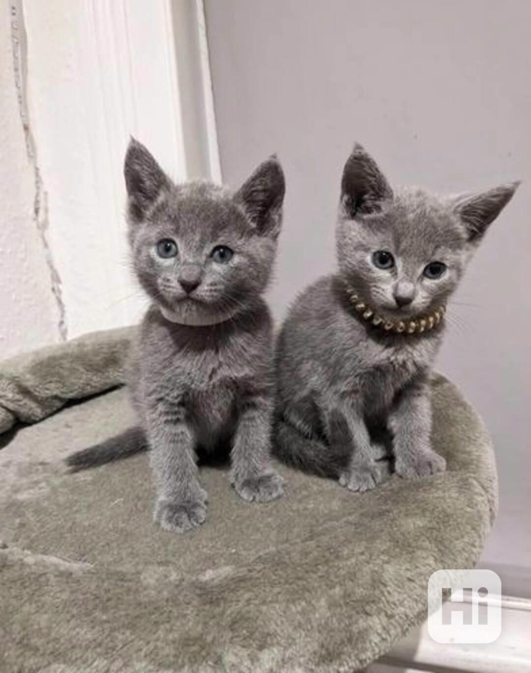 Dvě krásná koťátka ruské modré - foto 1