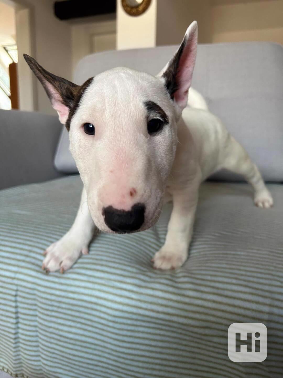 Miniaturní bulteriér - pejsek s PP  - foto 1