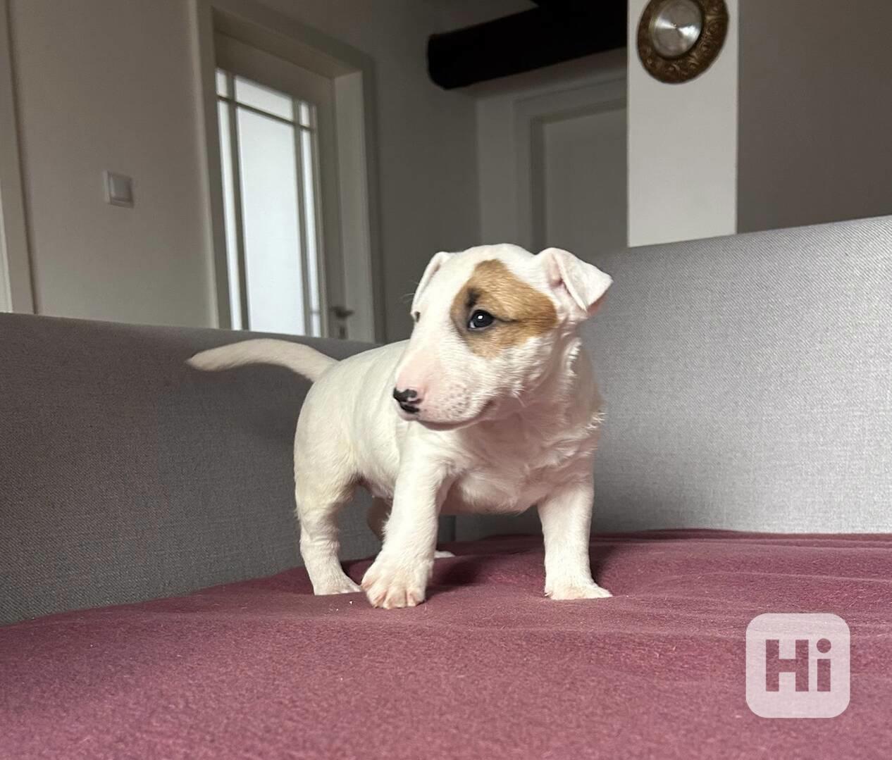 Miniaturní bulteriér - štěňátka s PP k rezervaci - foto 1