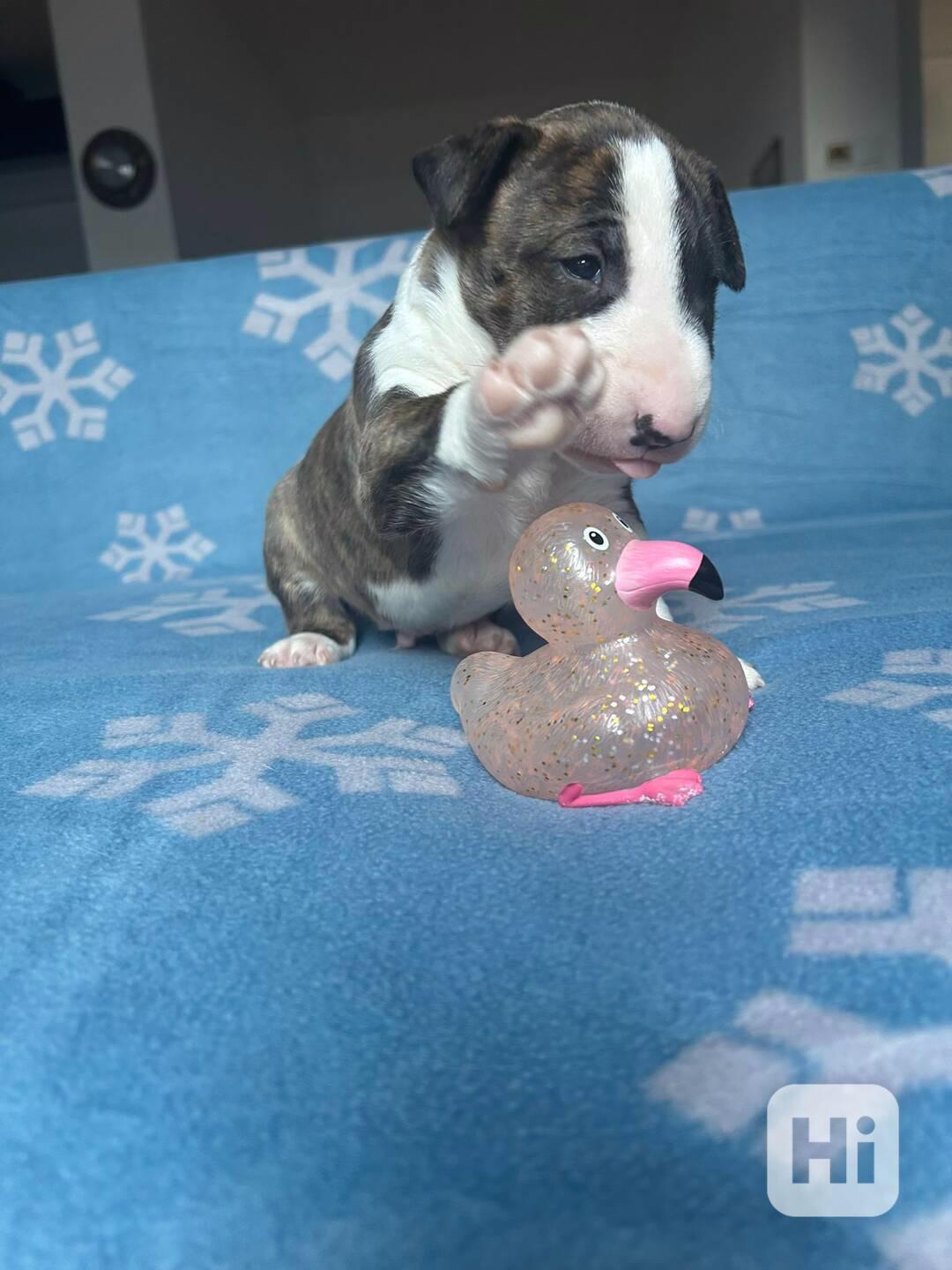 Miniaturní bulteriér - štěňátka s PP k rezervaci - foto 1