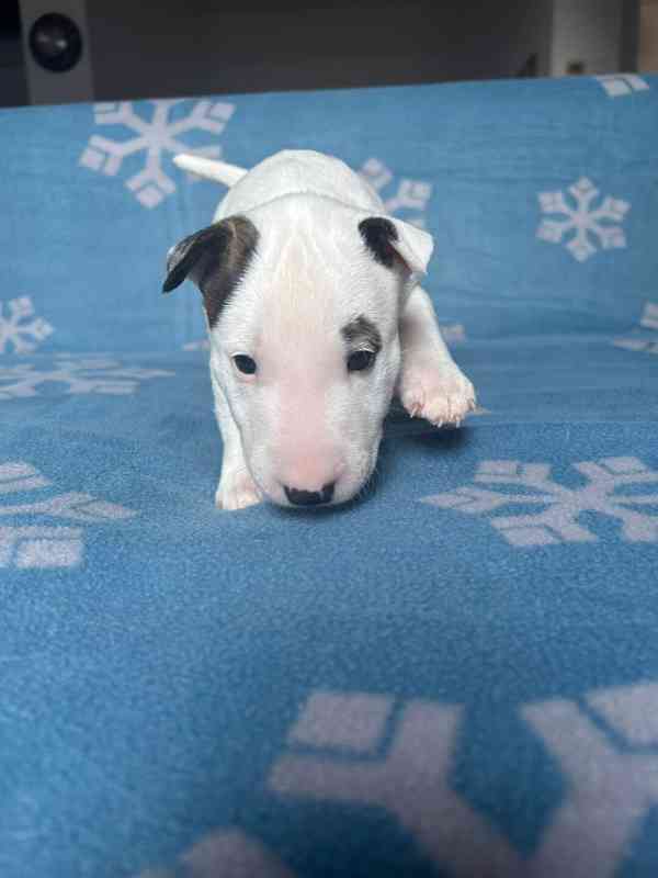 Miniaturní bulteriér - štěňátka s PP k rezervaci - foto 5