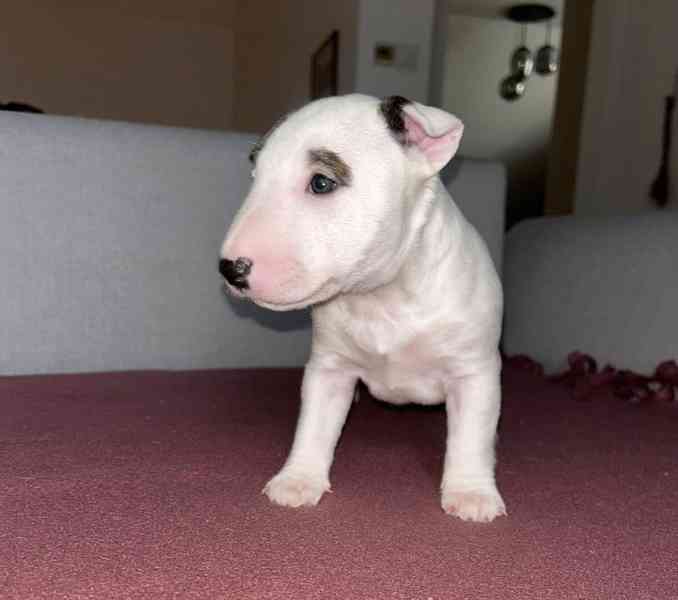 Miniaturní bulteriér - štěňátka s PP k rezervaci - foto 9