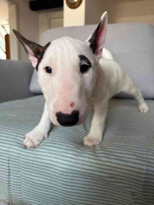 Miniaturní bulteriér - pejsek s PP  - foto 1