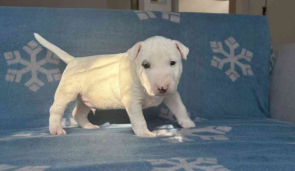 Miniaturní bulteriér - štěňátka s PP k rezervaci - foto 6