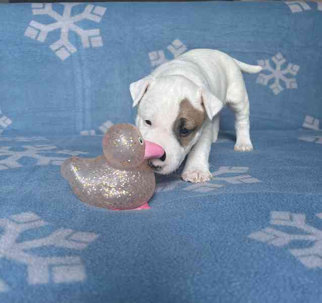 Miniaturní bulteriér - štěňátka s PP k rezervaci - foto 2