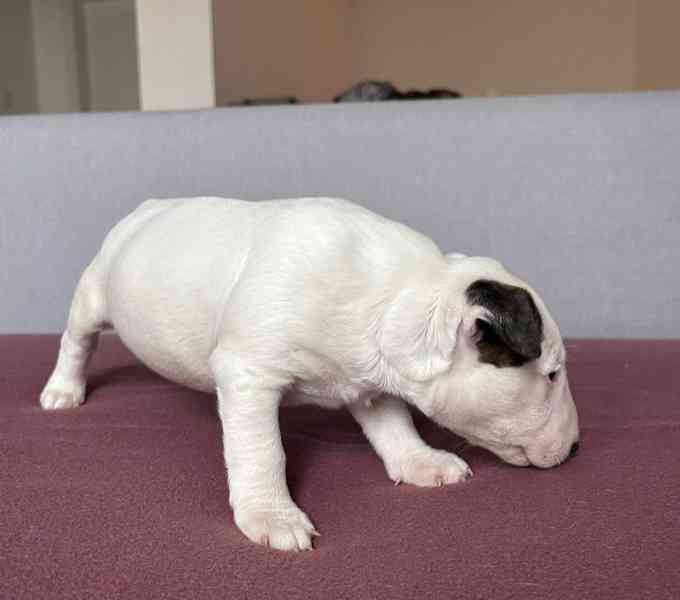 Miniaturní bulteriér - štěňátka s PP k rezervaci - foto 8