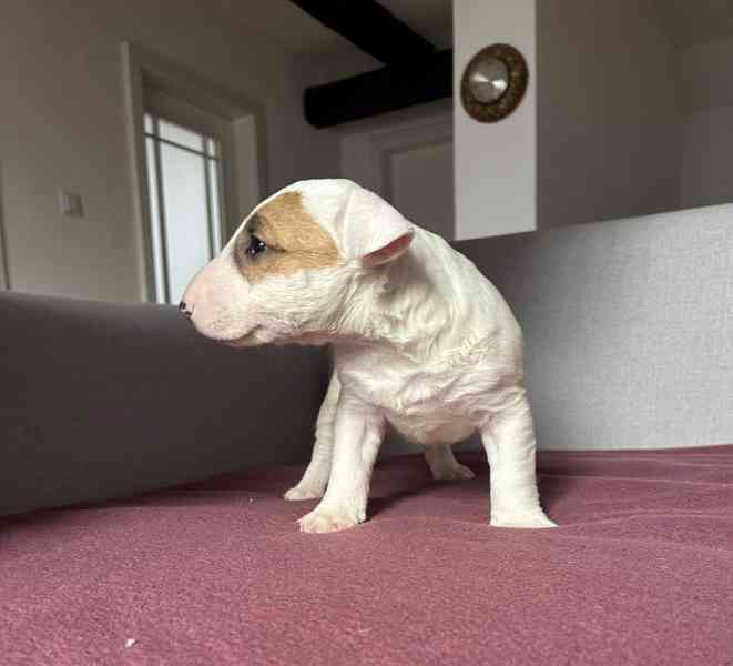 Miniaturní bulteriér - štěňátka s PP k rezervaci - foto 3