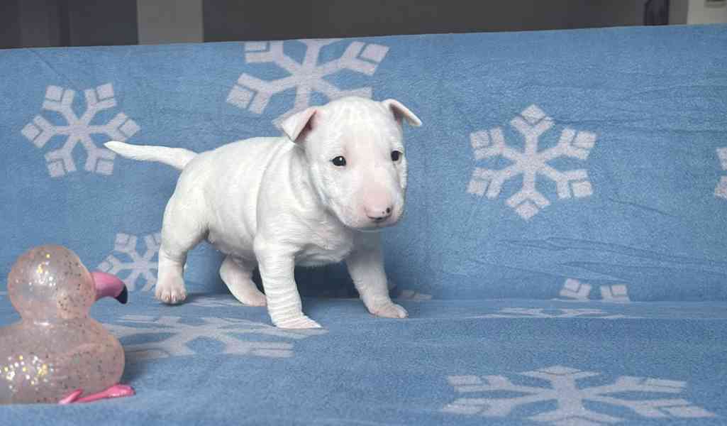 Miniaturní bulteriér - štěňátka s PP k rezervaci - foto 10