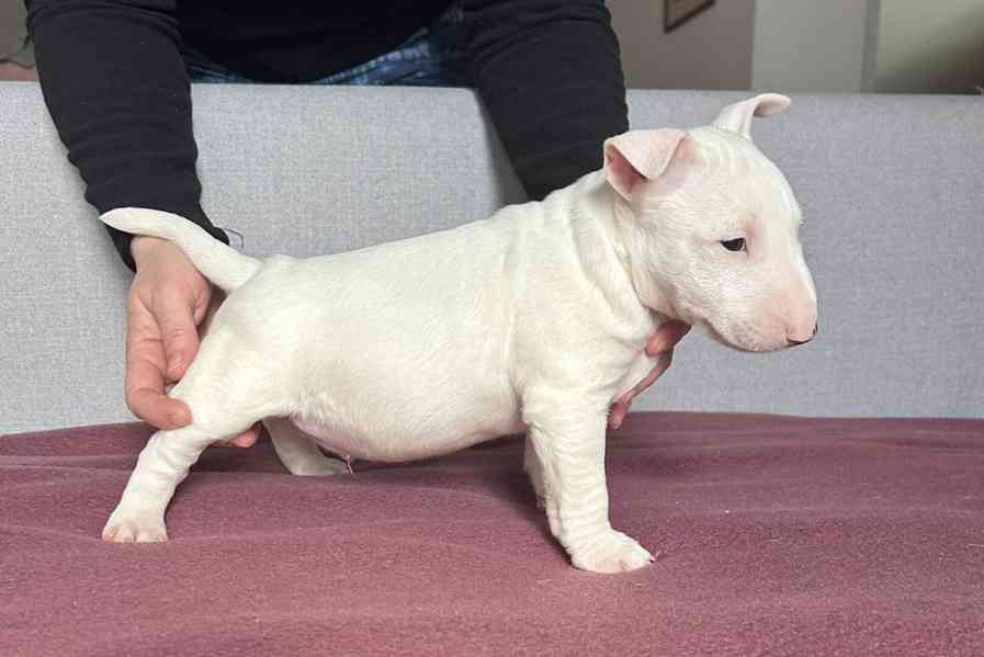 Miniaturní bulteriér - štěňátka s PP k rezervaci - foto 4