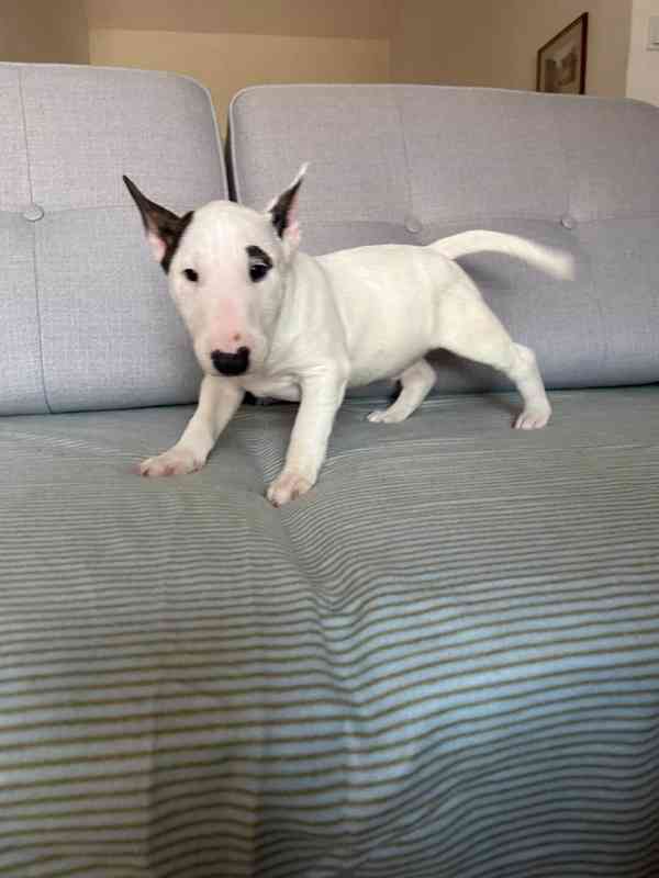 Miniaturní bulteriér - pejsek s PP  - foto 5