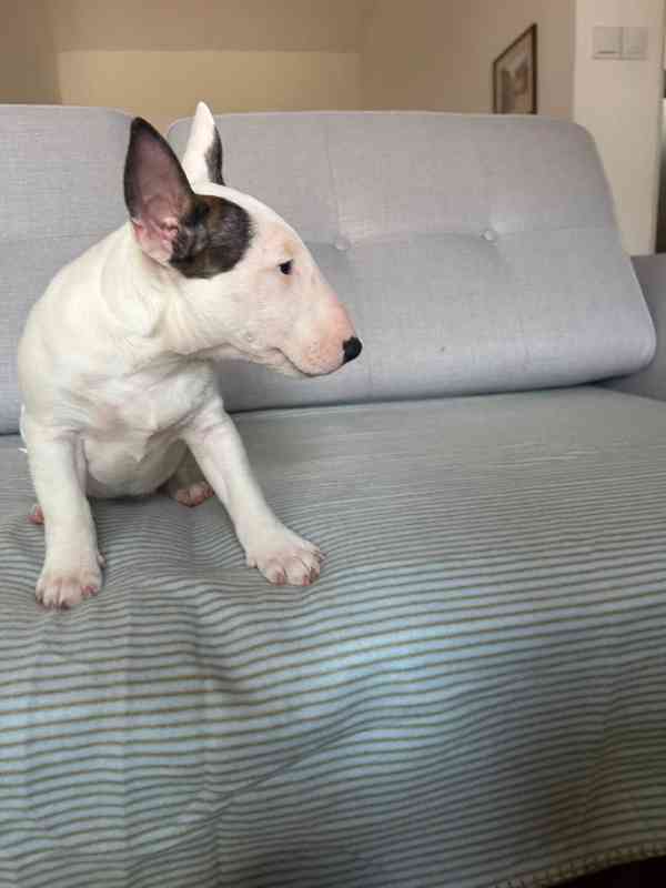 Miniaturní bulteriér - pejsek s PP  - foto 3