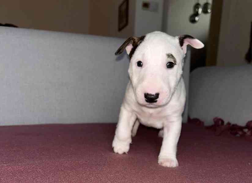 Miniaturní bulteriér - štěňátka s PP k rezervaci - foto 7